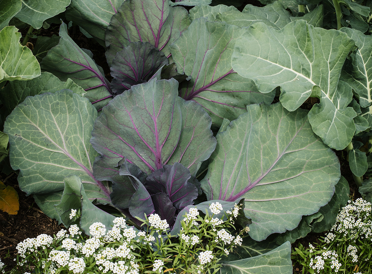 Planifica tu huerto urbano sin errores con asesoramiento agrícola sostenible