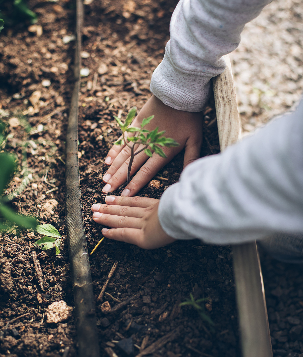 Cultivo ecológico en terraza