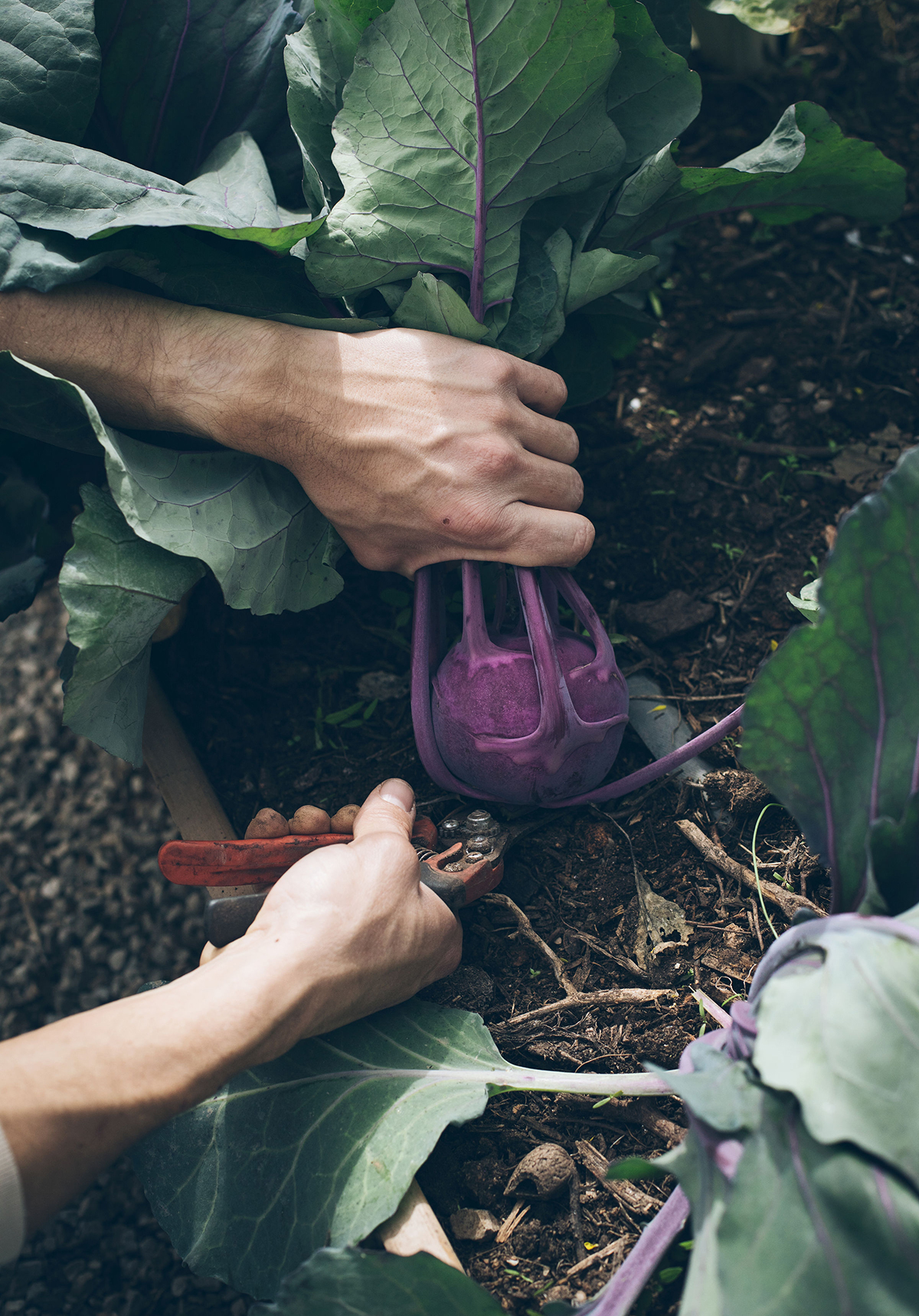 guía paso a paso para huerto ecológico