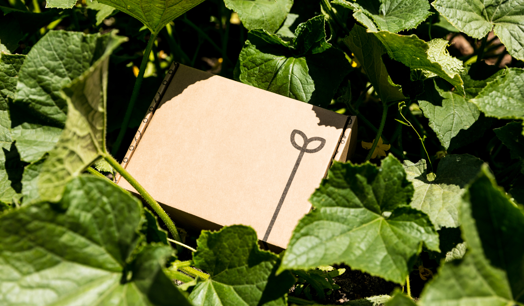 Recibir semillas y planteles cada mes