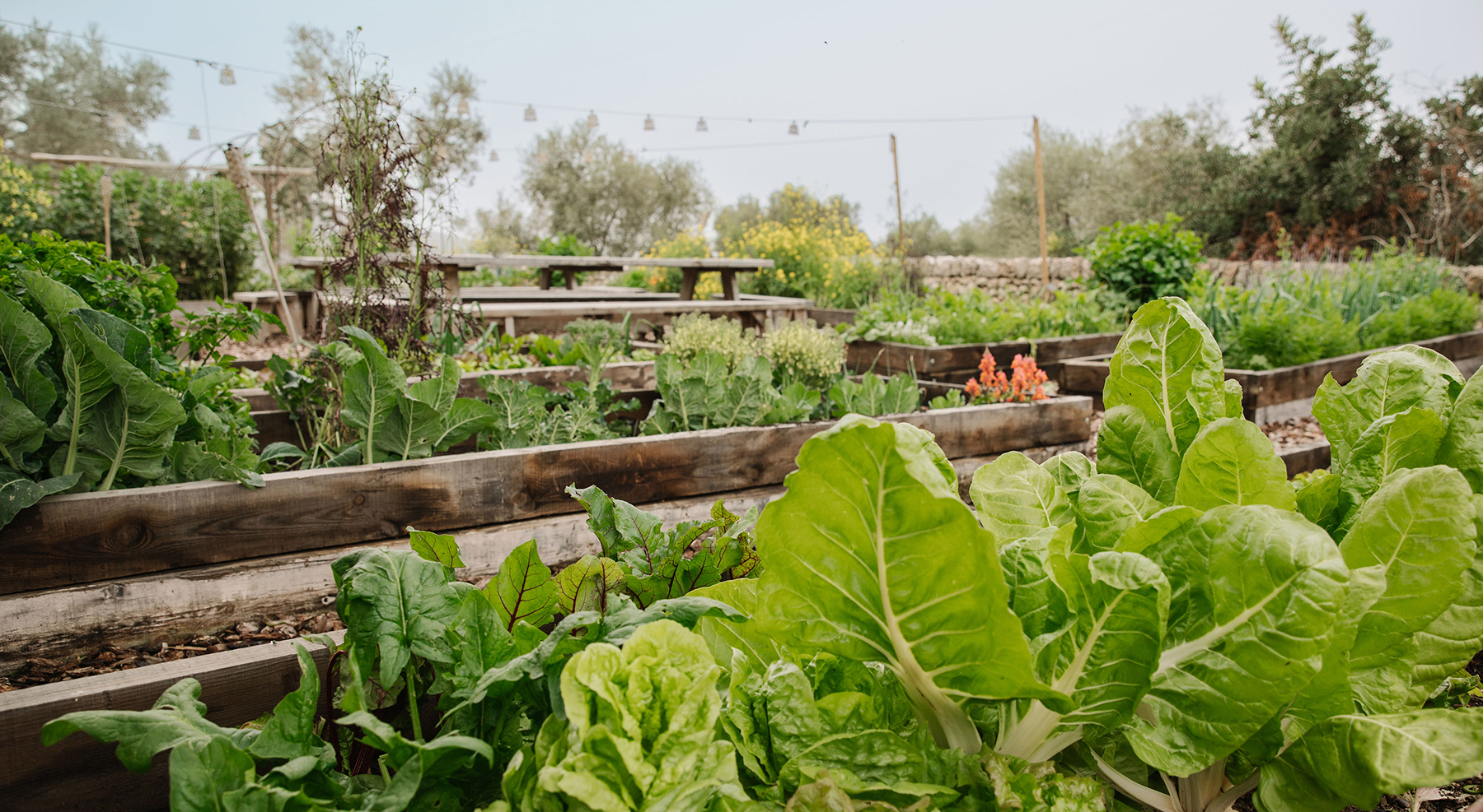 Suscripción mantenimiento huerto