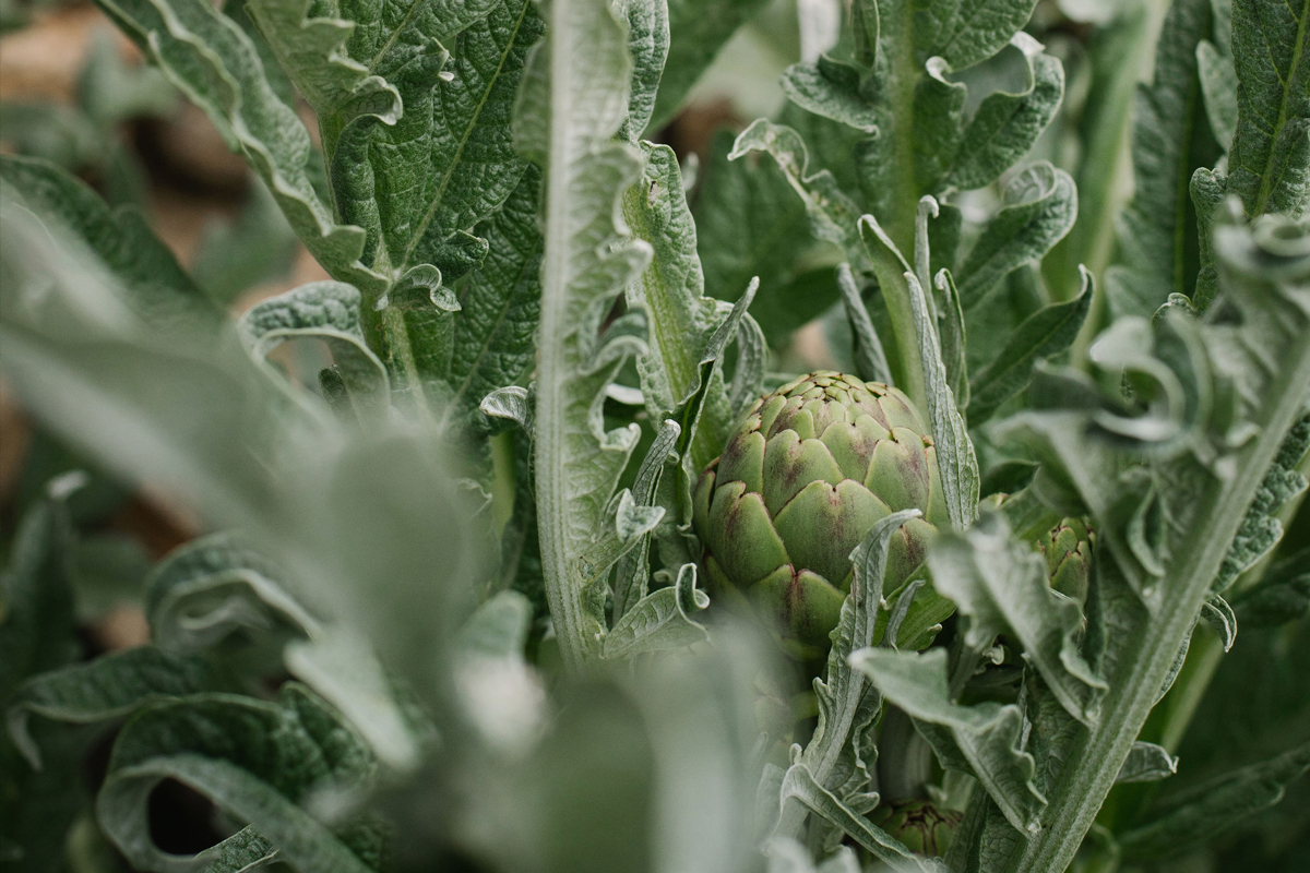 Todo lo que debes saber para empezar a cultivar tus verduras y hortalizas en casa