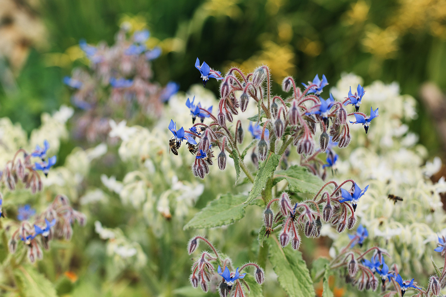 Transforma tu jardín en un huerto